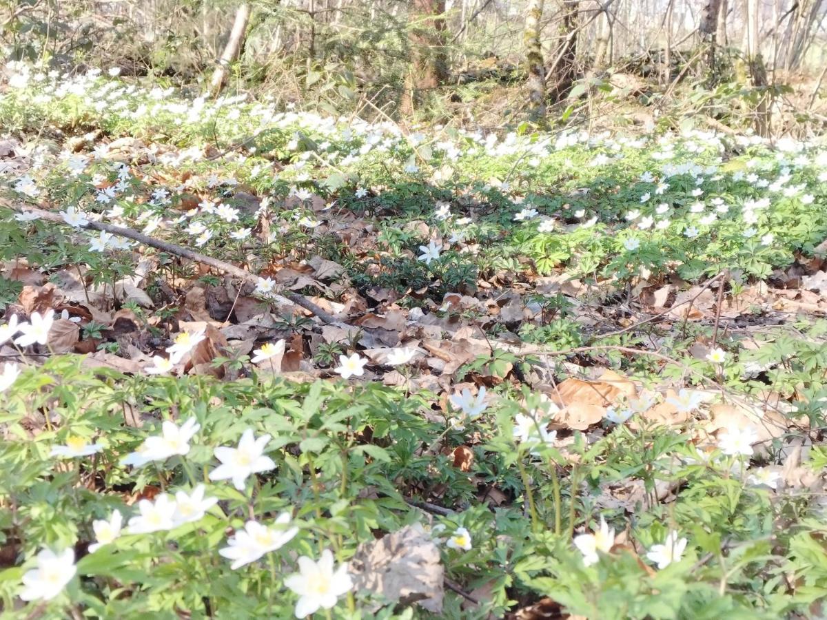 Les Hortensias La Souris Des Champs Étival-Clairefontaine Eksteriør billede